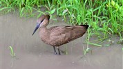 Safari v Ugandě - Cesta za gorilami s českým průvodcem