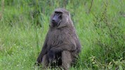 Safari v Ugandě - Cesta za gorilami s českým průvodcem