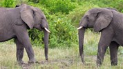 Safari v Ugandě - Cesta za gorilami s českým průvodcem