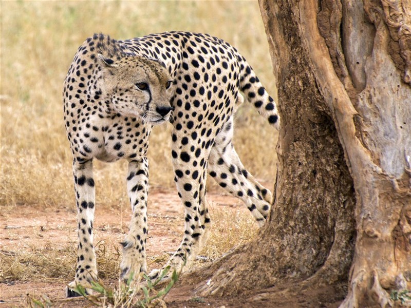 Tři národní parky - tři odlišné tváře safari  (Amboseli, Tsavo West a Tsavo East) - český průvodce