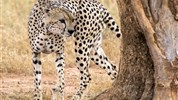 Tři národní parky - tři odlišné tváře safari  (Amboseli, Tsavo West a Tsavo East) - český průvodce