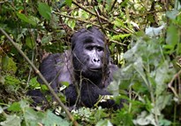 Safari v Ugandě - Cesta za gorilami s českým průvodcem