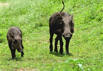 Safari v Ugandě - Cesta za gorilami s českým průvodcem
