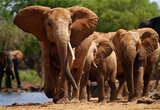 Vlakem na safari - Tsavo East - Satao Camp 4* - 2 noci - Keňa