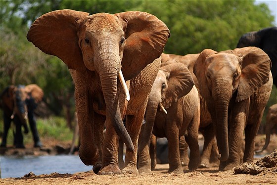 Marco Polo - Tsavo East - národní park - informace