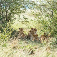 Mara Engai Wilderness Lodge 5* - Kena_Safari_Masai Mara_Mara Engei - ckmarcopolo.cz