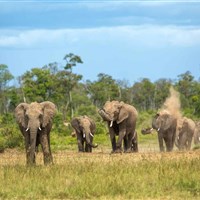 Mara Engai Wilderness Lodge 5* - Kena_Safari_Masai Mara_Mara Engei - ckmarcopolo.cz