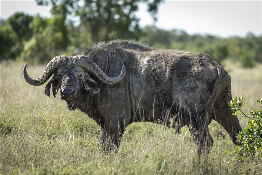 4 parky (Ol Pejeta, jezera Nakuru a Naivasha, Masai Mara) - český průvodce