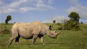 4 parky (Ol Pejeta, jezera Nakuru a Naivasha, Masai Mara) - český průvodce