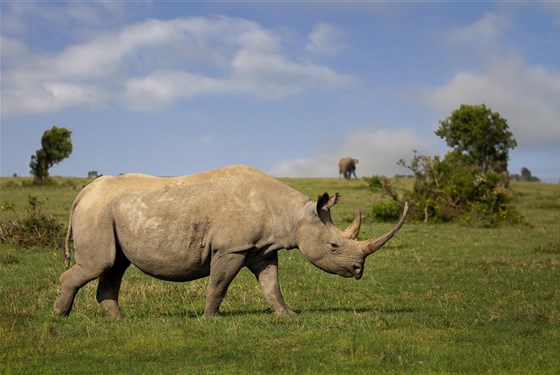 Marco Polo - Ol Pejeta - chráněné území - informace