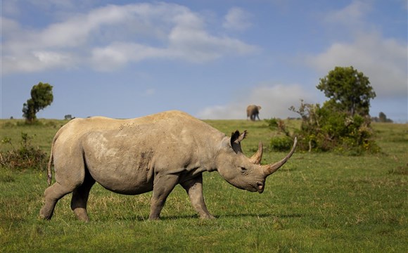 Marco Polo - Ol Pejeta - chráněné území - informace