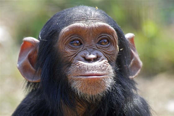 Marco Polo - Sweetwaters Chimpanzee Sanctuary - záchranná stanice pro šimpanze - Ol Pajeta v Keni