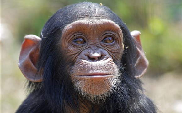Marco Polo - Sweetwaters Chimpanzee Sanctuary - záchranná stanice pro šimpanze - Ol Pajeta v Keni
