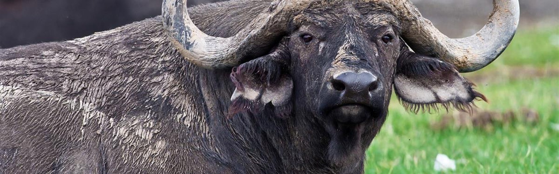 Putování za velkou pětkou v Masai Mara a jezera Nakuru a Naivasha - český průvodce - Keňa_Lake Nakuru_buvol