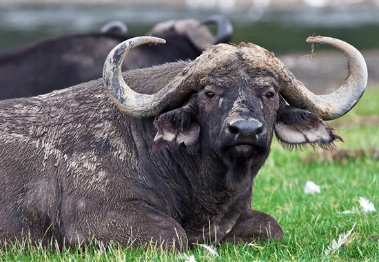 Aktivní Keňa s českým průvodcem - Afrika - Keňa_Lake Nakuru_buvol