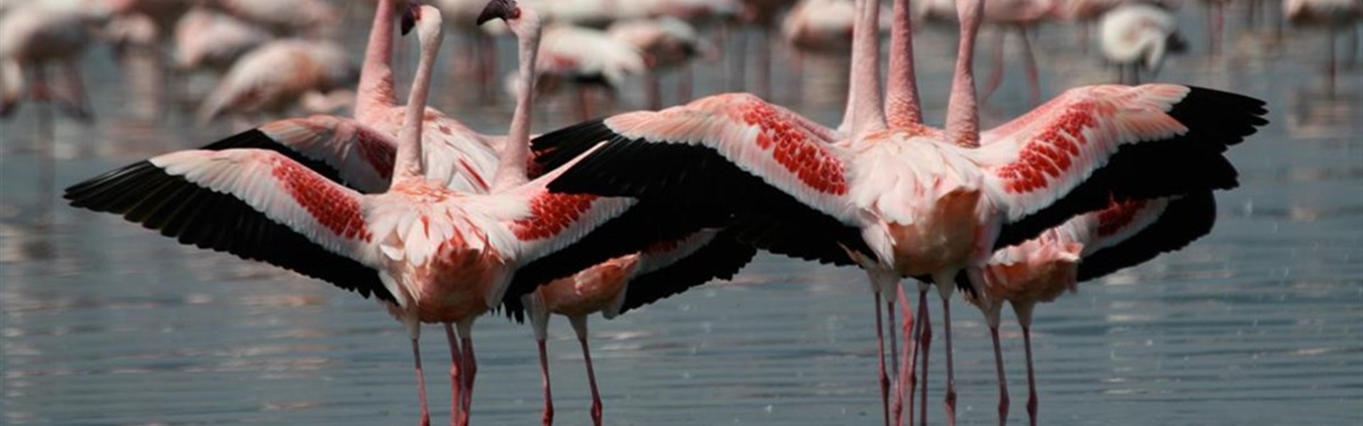 Lake Nakuru - Lake Nakuru