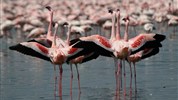 Aktivní Keňa s českým průvodcem - Lake Nakuru