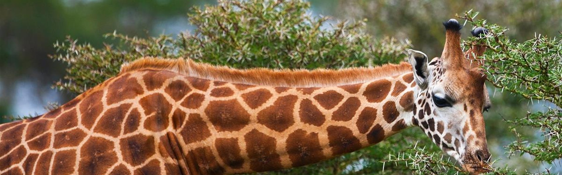 Aktivní Keňa s českým průvodcem - Keňa_Lake Nakuru