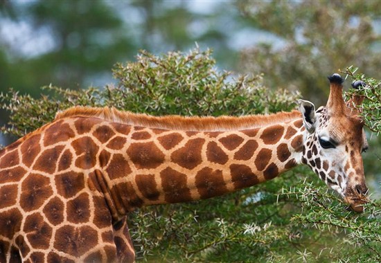 Aktivní Keňa s českým průvodcem - Afrika - Keňa_Lake Nakuru