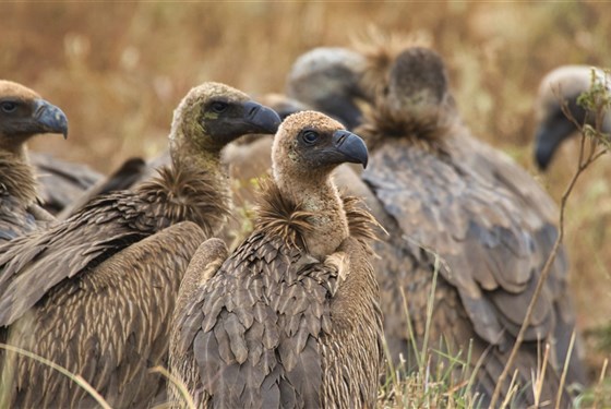 Marco Polo - Meru - národní park - informace