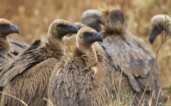 Marco Polo - Meru - národní park - informace