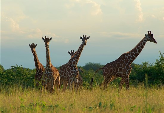 Netradiční okruh Keňou na sever od Nairobi - Safari - 