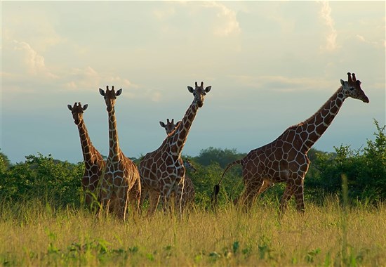 Netradiční okruh Keňou na sever od Nairobi - Keňa
