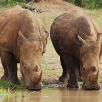 Rhino Watch Lodge 4* - ckmarcopolo.cz