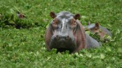 Zázraky Afriky: Velká migrace v Serengeti a kráter Ngorongoro a odpočinek na rajském Zanzibaru