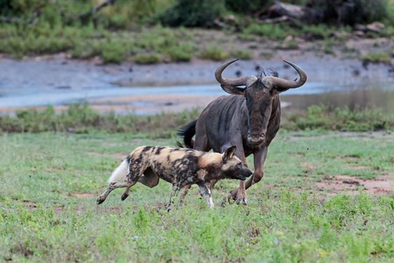 Marco Polo - Balule Private Nature Reserve – safari park v Jihoafrické republice – informace