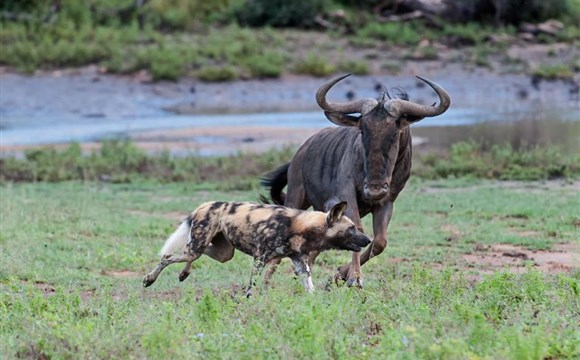Marco Polo - Balule Private Nature Reserve – safari park v Jihoafrické republice – informace