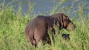 Safari v Jižní Africe s českým průvodcem - Jihoafrická republika-Balule Private Nature Reserve