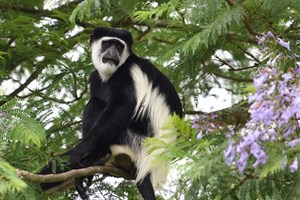 Uganda-Kibale-Forest Kibale (Kibale Forest) - 2