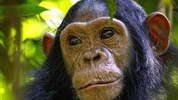 Velký safari okruh Ugandou s českým průvodcem - Uganda-Kibale-Forest