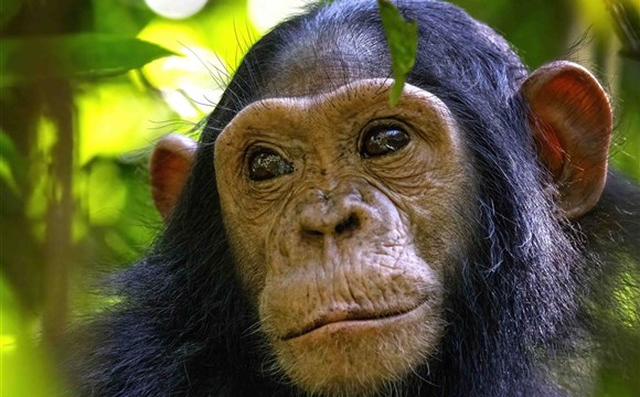 Marco Polo - Kibale (KibaleForest) – národní park v Ugandě – informace