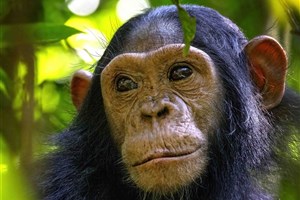 Uganda-Kibale-Forest Kibale (Kibale Forest) - 4