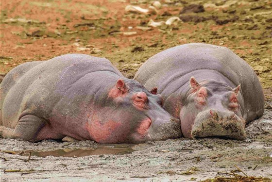 Marco Polo - Semuliki – národní park v Ugandě – informace