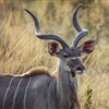 Mosambik-safari-