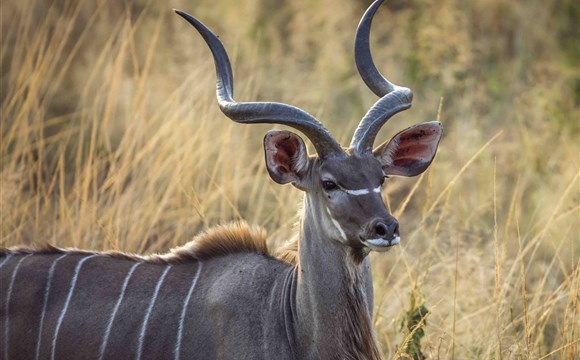 Marco Polo - Mosambik - přehled safari parků - informace