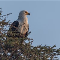 Oliver´s Camp Tarangire - Tanzanie-Oliver-s-Camp - ckmarcopolo.cz