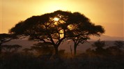 Luxusní safari v Tanzanii - Tarangire, Ngorongoro, Serengeti a pobyt u moře na Zanizibaru - Tanzanie-Tarangire_západ slunce_olives Camp