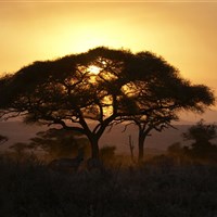 Oliver´s Camp Tarangire - Tanzanie-Oliver-s-Camp - ckmarcopolo.cz