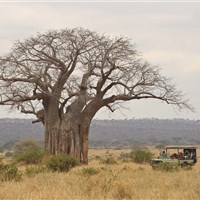 Oliver´s Camp Tarangire - Tanzanie-Oliver-s-Camp - ckmarcopolo.cz