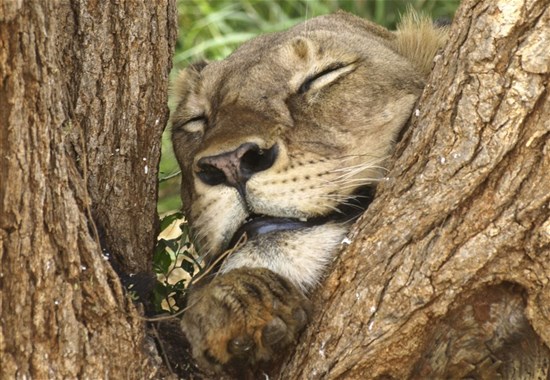 Výlet od moře na safari - NP Tsavo East - 3 dny - Keňa