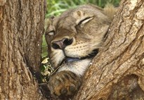 Keňa_Tsavo East_