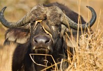 Kena-Tsavo-East-