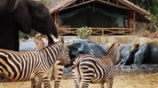 Vlakem na safari - Tsavo East - Satao Camp 4* - 2 noci