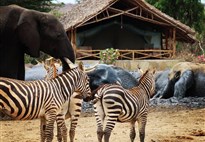 Výlet od moře na safari - NP Tsavo East - 3 dny