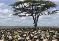 Tanzanie-Serengeti-velka-migrace