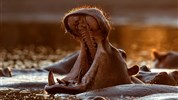Velký okruh Jihoafrickou republikou a Viktoriiny vodopády a Botswana - Zimbabwe-safari-Mana-Pools